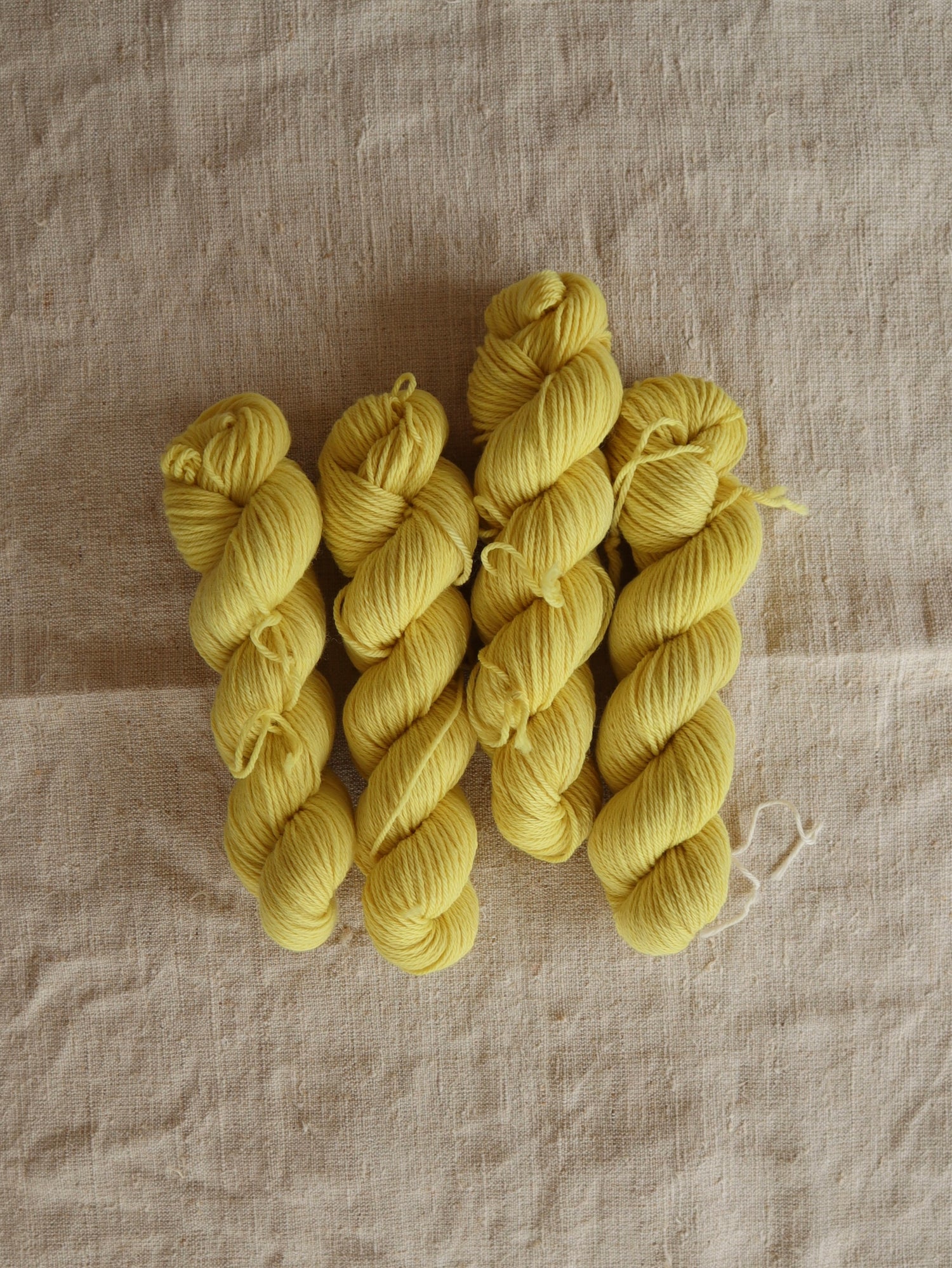 READY TO SHIP - NATURAL DYED - JAPANESE PAGODA TREE BUDS